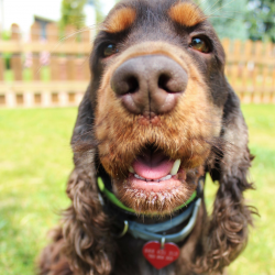 Bono, Cocker Spaniel Angielski