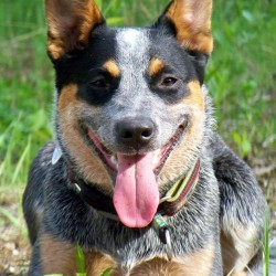 Mu, Australian Cattle Dog