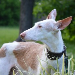 Resco (9 lat), Podenco z Ibizy