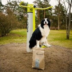 Kazus Border Collie